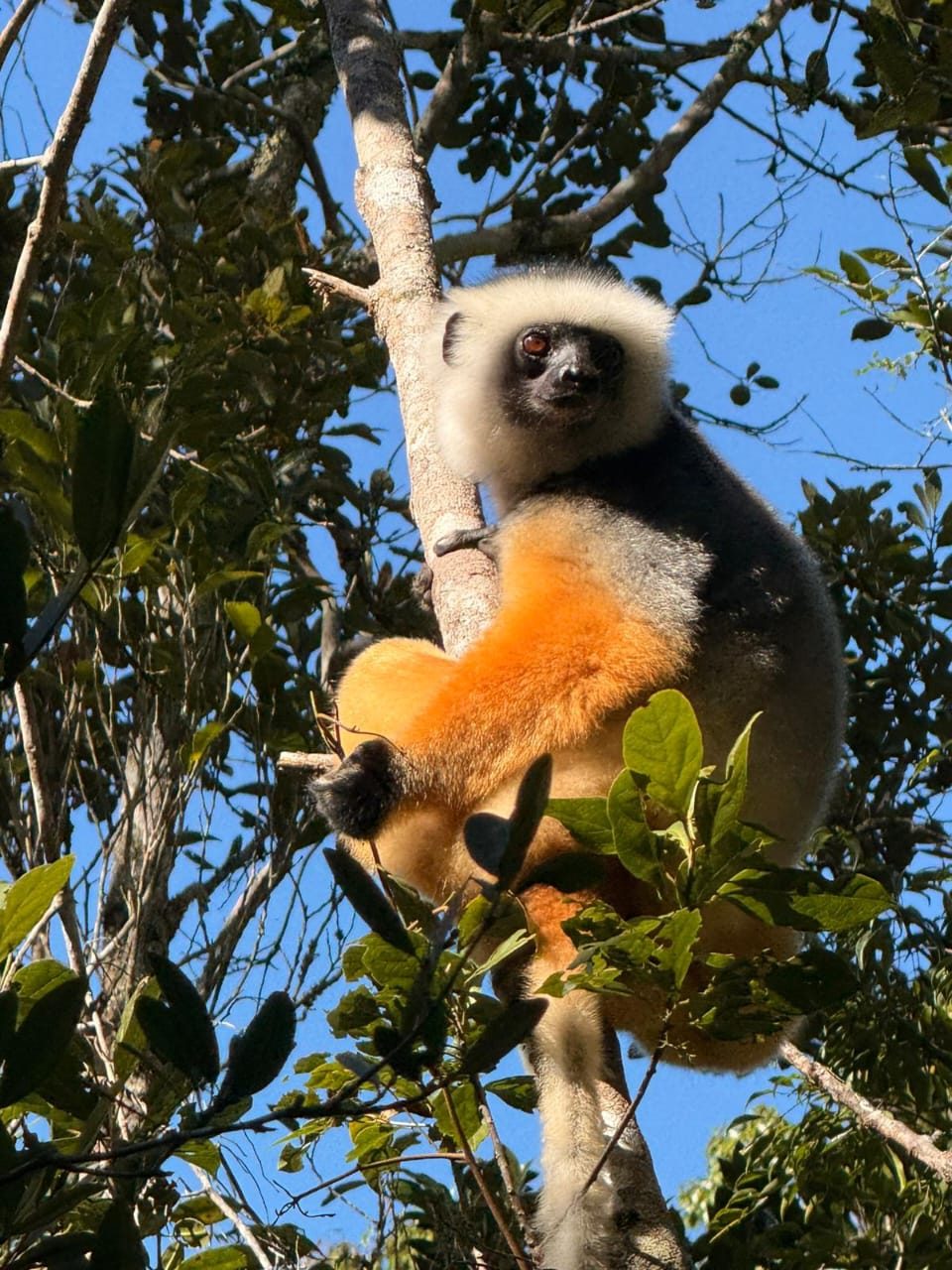 Propithèque à diadème dans la canopée du parc Analamazaotra-Mantadia