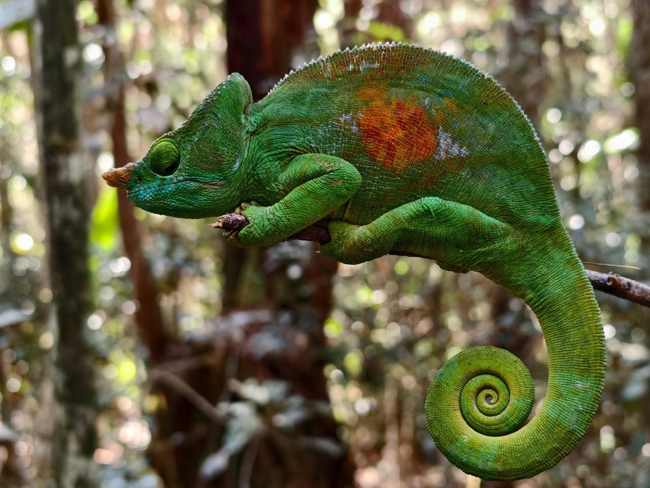 Caméléon panthère sur une branche, forêt de Mantadia