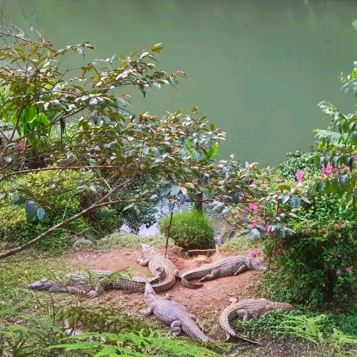 Crocodiles de la réserve privée de Vakôna