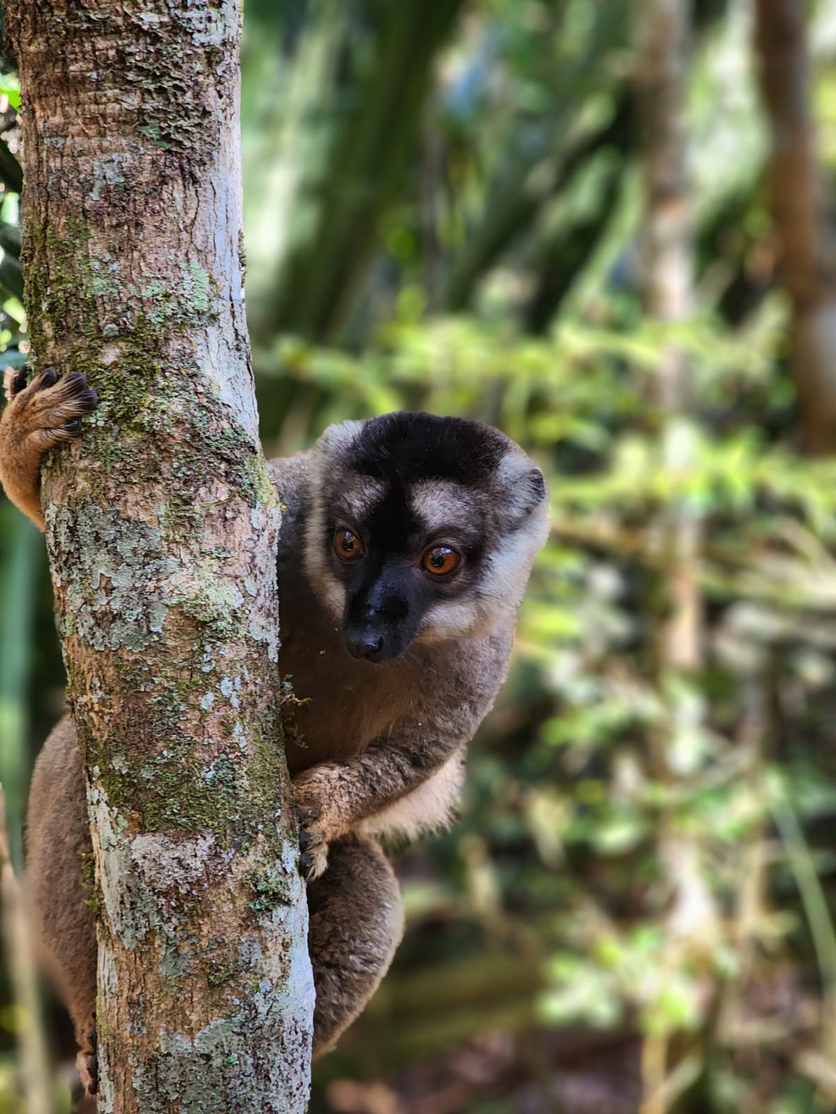Lémurien brun accroché à un tronc, faune endémique de Madagascar