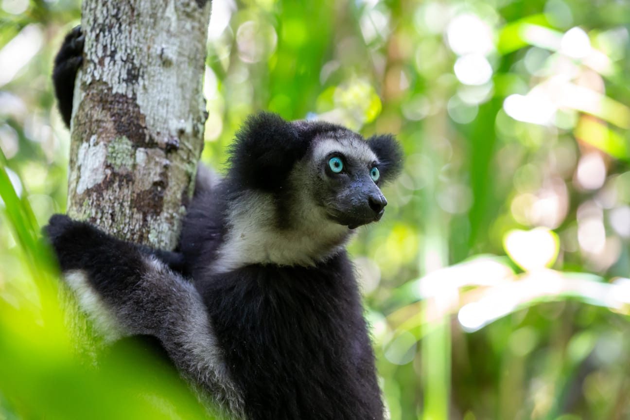 Indri indri, le plus grand des lémuriens — Andasibe