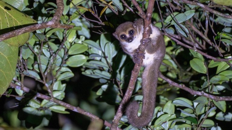 Lémurien nocturne caché dans les branchages