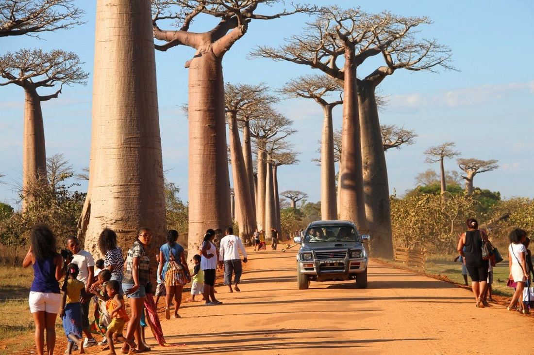 Allée des baobabs, Ouest de Madagascar