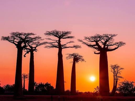 Baobabs au coucher du soleil