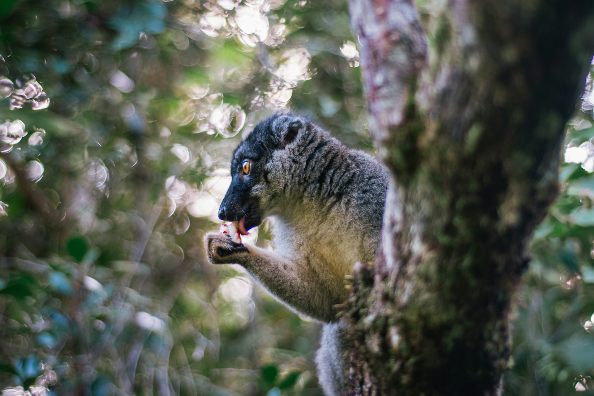Lémurien dans la forêt malgache