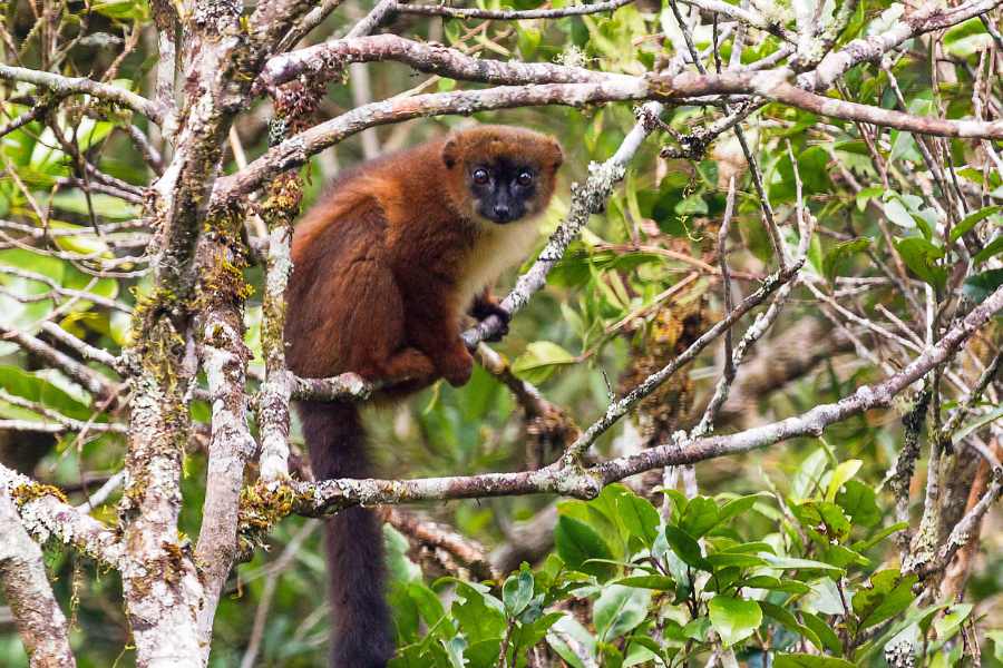 Lémurien à ventre roux, parc national de Ranomafana