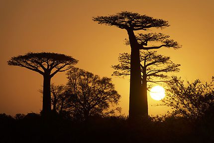 Baobabs au coucher du soleil, circuits TropiRoots Madagascar
